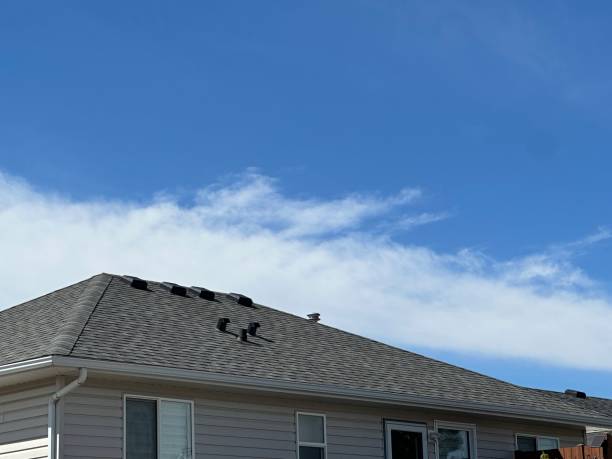 Best Roof Moss and Algae Removal  in Petersburg, IL